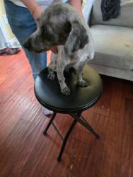 Reunited Male Dog last seen Davis Ridge CROFT COMMUNITY SCHOOL, Charlotte, NC 28269
