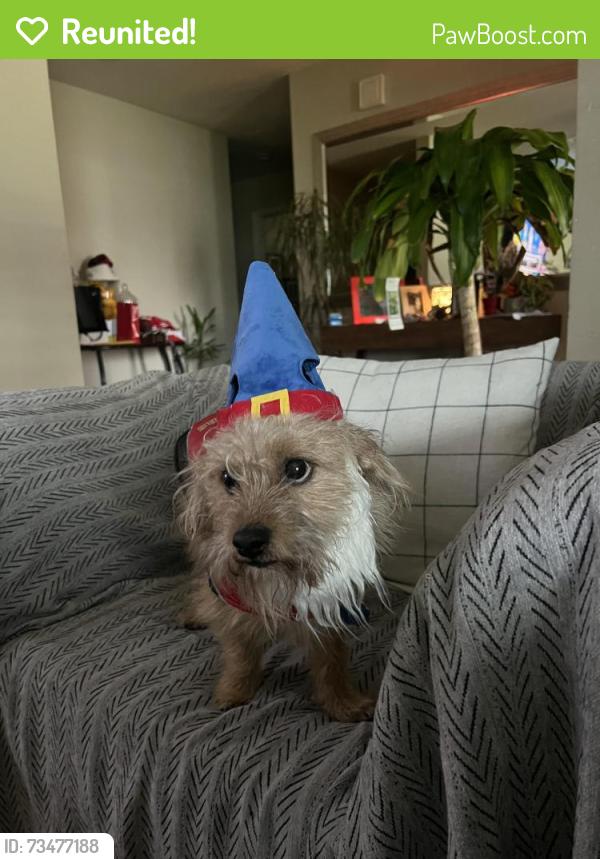 Reunited Male Dog last seen Paloma Ave & Pershing, San Joaquin County, CA 95209