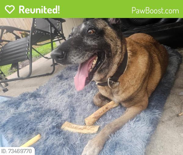 Reunited Female Dog last seen Popeyes/dollar general, Jacksonville, FL 32244