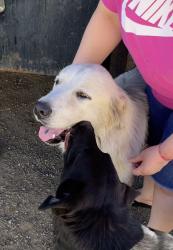 Reunited Male Dog last seen 28th street, Fort Worth, TX 76106