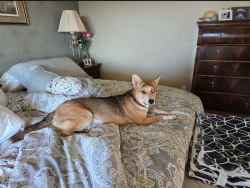 Lost Female Dog last seen Bastanchury and Eureka, Yorba Linda, CA 92886