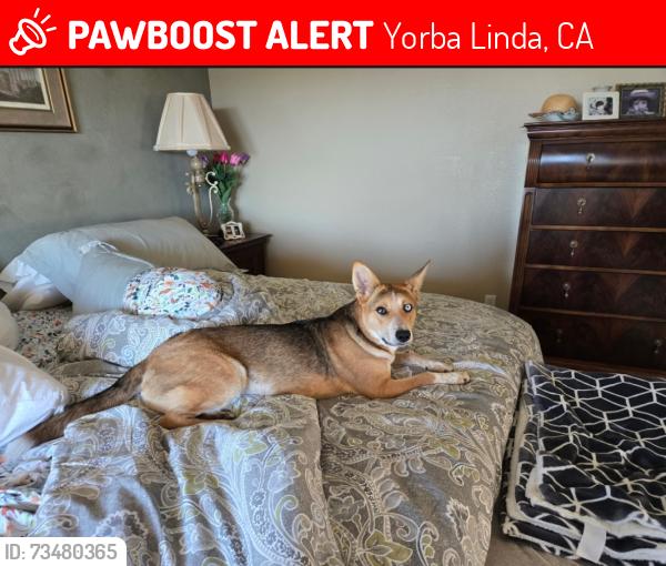 Lost Female Dog last seen Bastanchury and Eureka, Yorba Linda, CA 92886