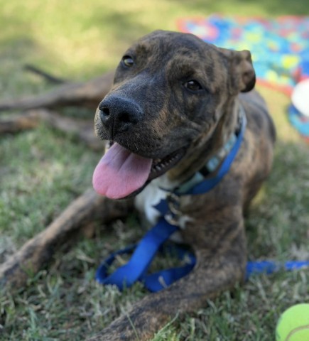 Shelter Stray Male Dog last seen Near BLOCK CHAMPMAN ST, 3951 Fruitvale Ave, Bakersfield, CA 93308, USA