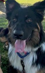 Shelter Stray Male Dog last seen Near BLOCK BLACK ROCK WAY, BAKERSFIELD CA 93308, 3951 Fruitvale Ave, Bakersfield, CA 93308, USA