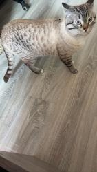 Lost Male Cat last seen waterloo 520 parkside dr, Waterloo, ON N2L 5E3