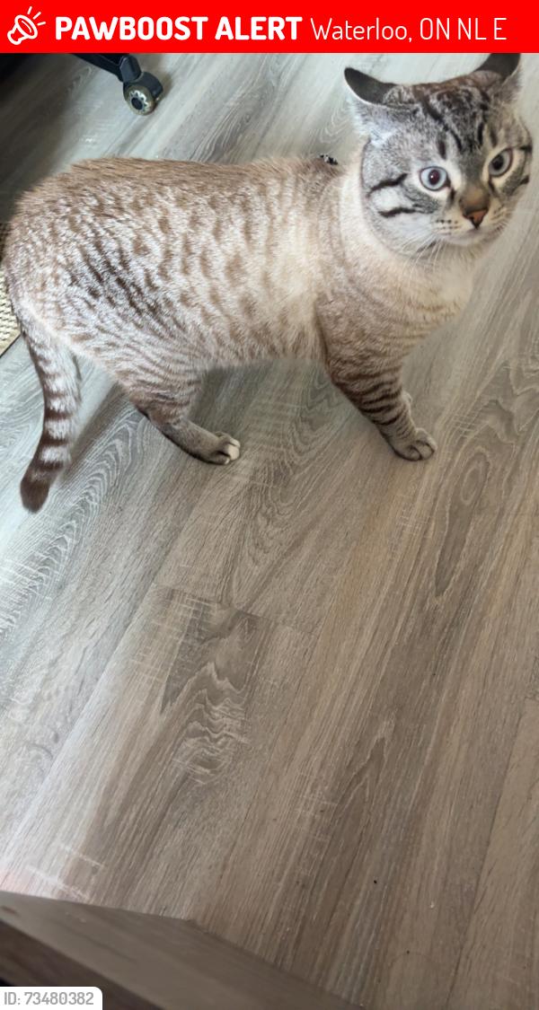 Lost Male Cat last seen waterloo 520 parkside dr, Waterloo, ON N2L 5E3