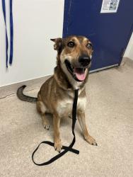 Shelter Stray Female Dog last seen Near BLOCK COPPER DR, TEHACHAPI CA 93561, 3951 Fruitvale Ave, Bakersfield, CA 93308, USA