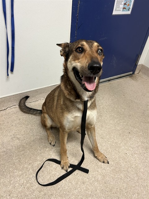 Shelter Stray Female Dog last seen Near BLOCK COPPER DR, TEHACHAPI CA 93561, 3951 Fruitvale Ave, Bakersfield, CA 93308, USA