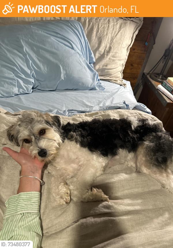 Found/Stray Female Dog last seen Parking lot of target (next to the Florida mall), Orlando, FL 32809