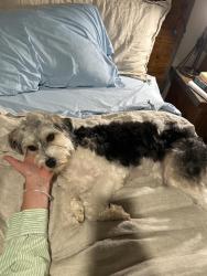 Found/Stray Female Dog last seen Parking lot of target (next to the Florida mall), Orlando, FL 32809