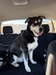 Reunited Male Dog last seen Murrieta Rd and Rolling Hills Dr, Menifee, CA 92584