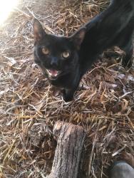 Found/Stray Unknown Cat last seen Near N. Clinton Ave, Trenton, NJ 08638