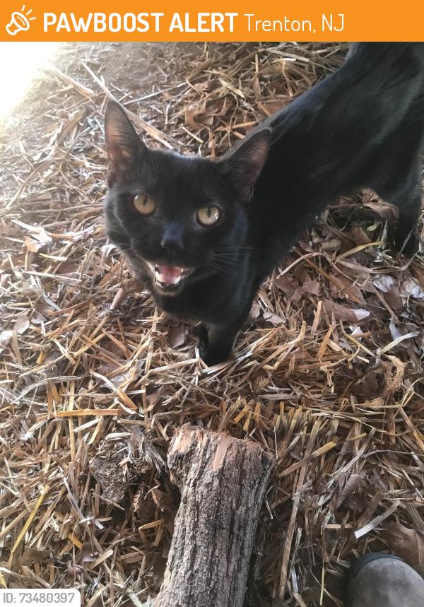 Found/Stray Unknown Cat last seen Near N. Clinton Ave, Trenton, NJ 08638