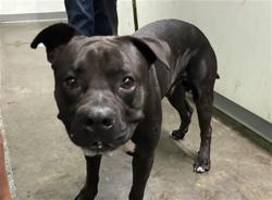 Shelter Stray Male Dog last seen , 1850 W 60th St, Los Angeles, CA 90047, USA