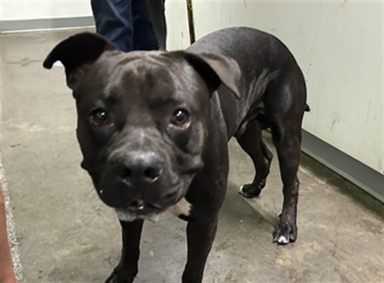Shelter Stray Male Dog last seen , 1850 W 60th St, Los Angeles, CA 90047, USA