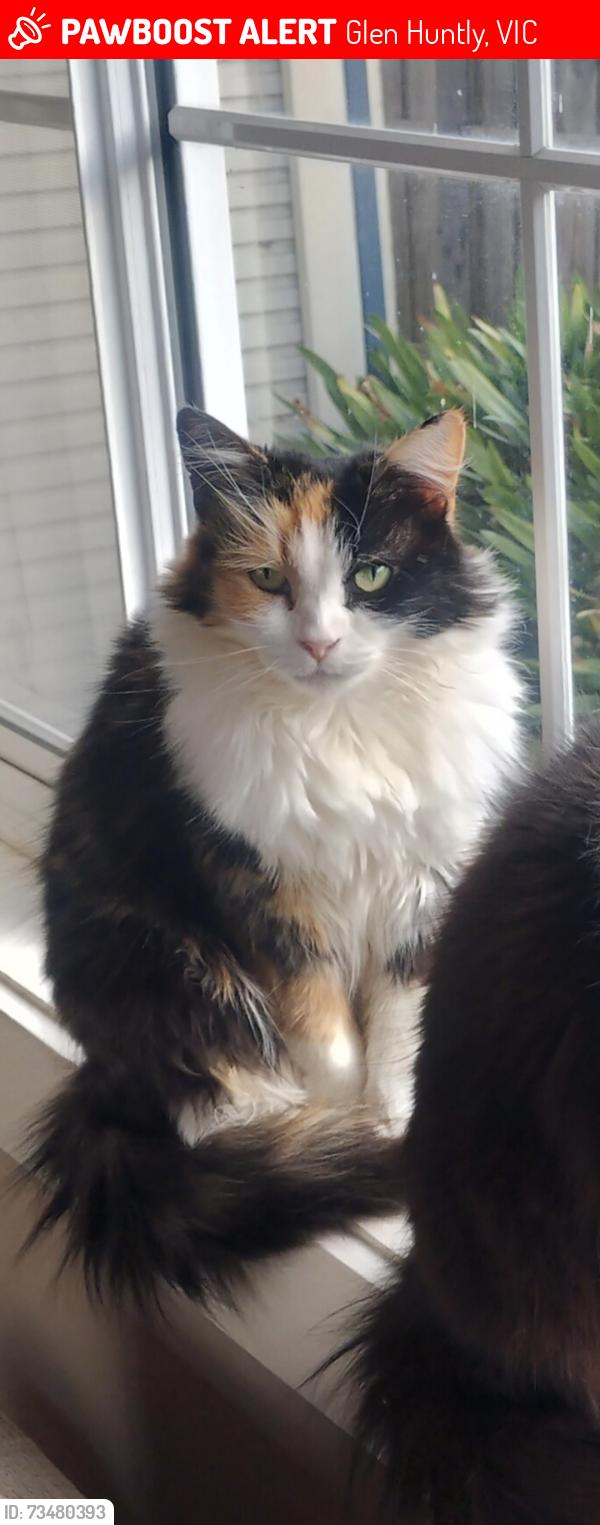 Lost Female Cat last seen Park Avenue, Glen Huntly, Glen Huntly, VIC 3163