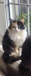Lost Female Cat last seen Park Avenue, Glen Huntly, Glen Huntly, VIC 3163