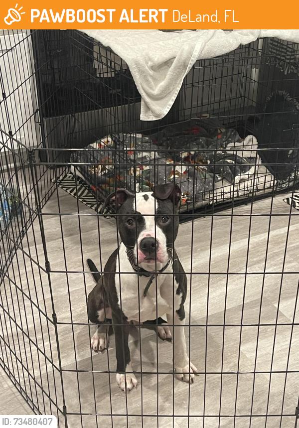 Found/Stray Male Dog last seen Deland Florida, DeLand, FL 32720