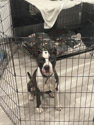 Found/Stray Male Dog last seen Deland Florida, DeLand, FL 32720