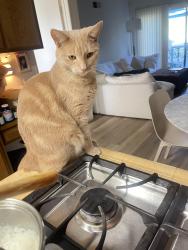 Reunited Male Cat last seen Norumbega Road & Norumbega Drive., Monrovia, CA 91016