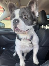 Reunited Male Dog last seen Near S Arizona Ave, Yuma, AZ 85364