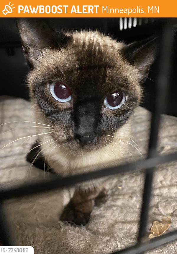 Found/Stray Female Cat last seen Near 36th/Columbus Ave, Minneapolis, MN 55407