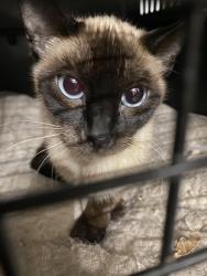 Found/Stray Female Cat last seen Near 36th/Columbus Ave, Minneapolis, MN 55407