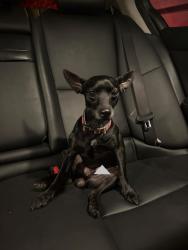 Found/Stray Male Dog last seen US1 and Caribbean Blvd, Cutler Bay, FL 33189