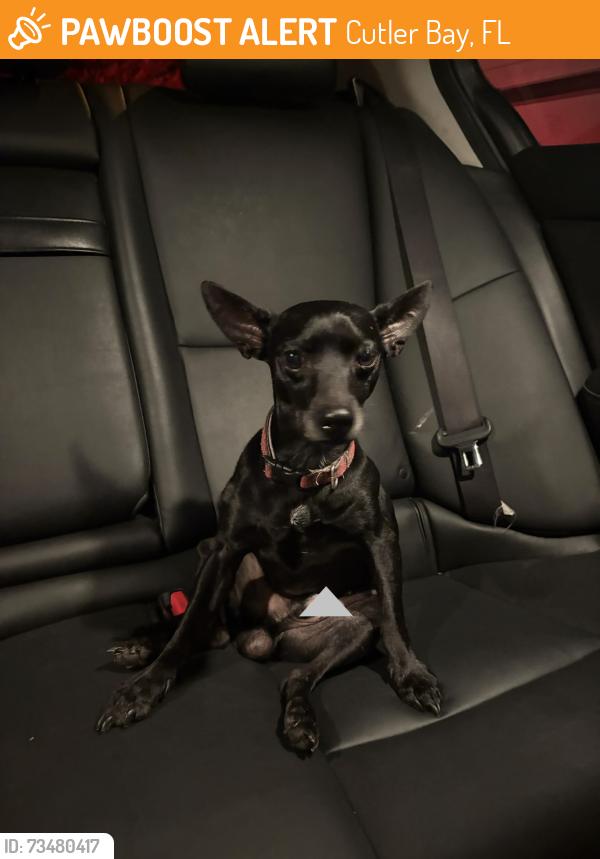Found/Stray Male Dog last seen US1 and Caribbean Blvd, Cutler Bay, FL 33189