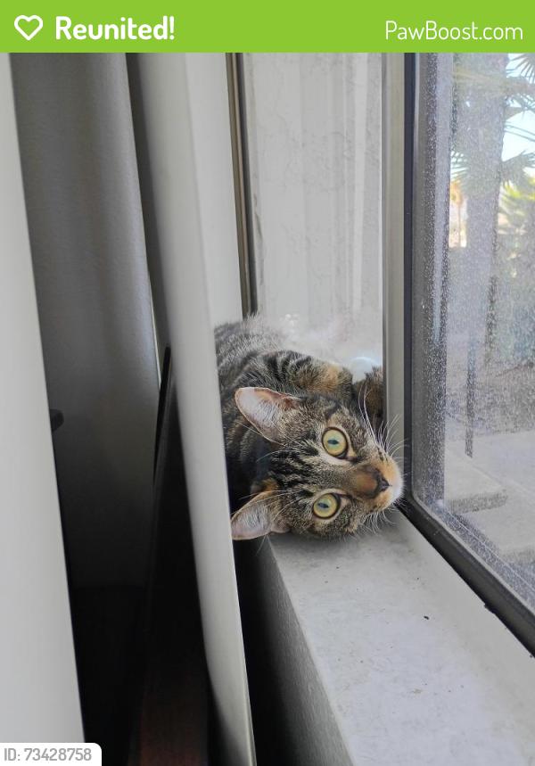 Reunited Female Cat last seen Alta cima pool, Escondido, CA 92027