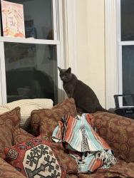 Reunited Unknown Cat last seen Behind the Whole Foods on Beacon St, Somerville, MA 02143