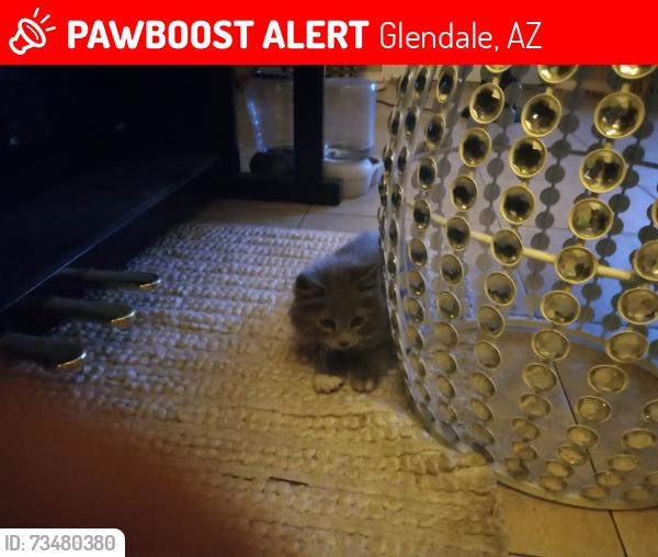Lost Male Cat last seen 75th palmaire. Garbage can, Glendale, AZ 85303