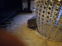 Lost Male Cat last seen 75th palmaire. Garbage can, Glendale, AZ 85303