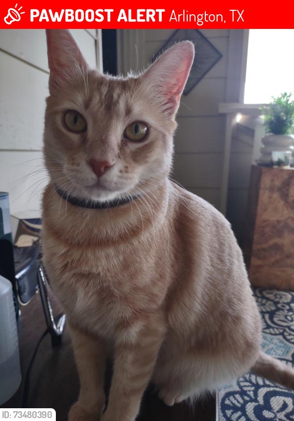 Lost Male Cat last seen Sanford and cousins lane corner, Arlington, TX 76012