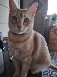 Lost Male Cat last seen Sanford and cousins lane corner, Arlington, TX 76012