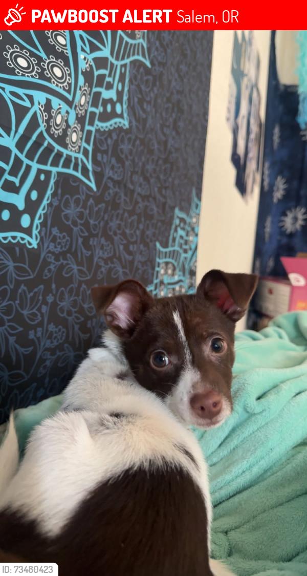 Lost Male Dog last seen Lakeside village, Salem, OR 97302