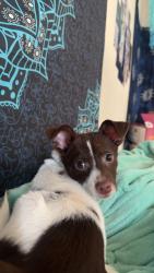 Lost Male Dog last seen Lakeside village, Salem, OR 97302