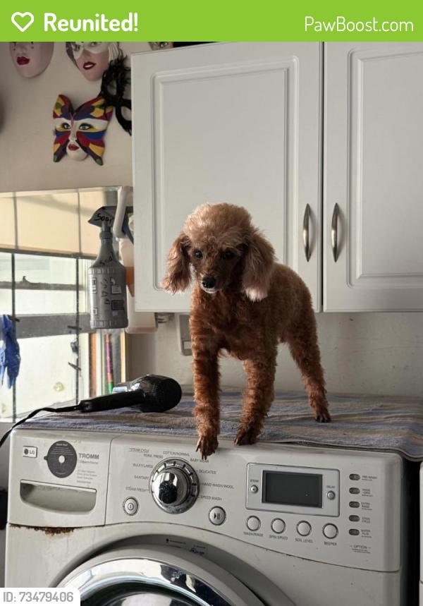 Reunited Female Dog last seen Jefferson and Laguna, Carlsbad, CA 92008