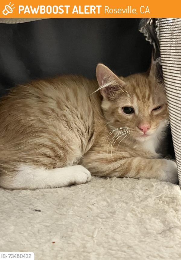 Found/Stray Male Cat last seen Parkhill, Roseville, CA 95661