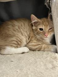 Found/Stray Male Cat last seen Parkhill, Roseville, CA 95661