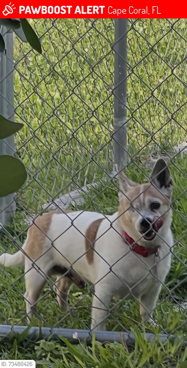 Lost Male Dog last seen Santa Barbara Blvd, Cape Coral, FL 33990