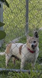 Lost Male Dog last seen Santa Barbara Blvd, Cape Coral, FL 33990