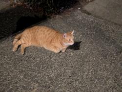 Found/Stray Unknown Cat last seen NE 61st and Glisan, Portland, OR 97213