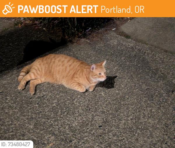 Found/Stray Unknown Cat last seen NE 61st and Glisan, Portland, OR 97213
