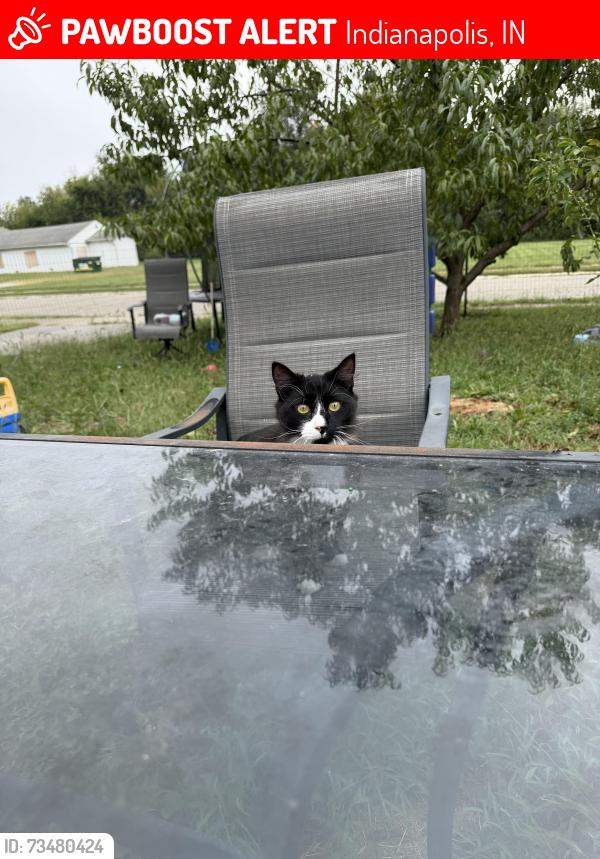 Lost Male Cat last seen West Montgomery park, Indianapolis, IN 46218