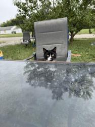 Lost Male Cat last seen West Montgomery park, Indianapolis, IN 46218