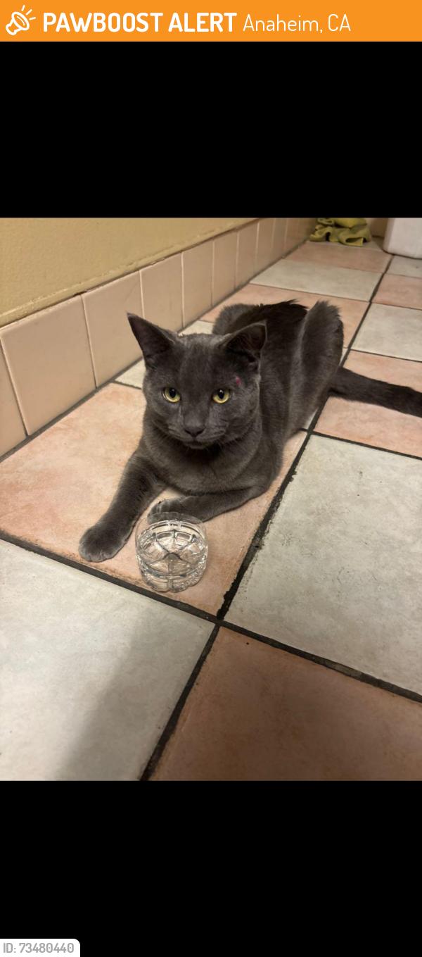 Found/Stray Unknown Cat last seen Brookhurst and katella, Anaheim, CA 92801