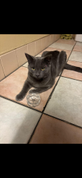 Found/Stray Unknown Cat last seen Brookhurst and katella, Anaheim, CA 92801