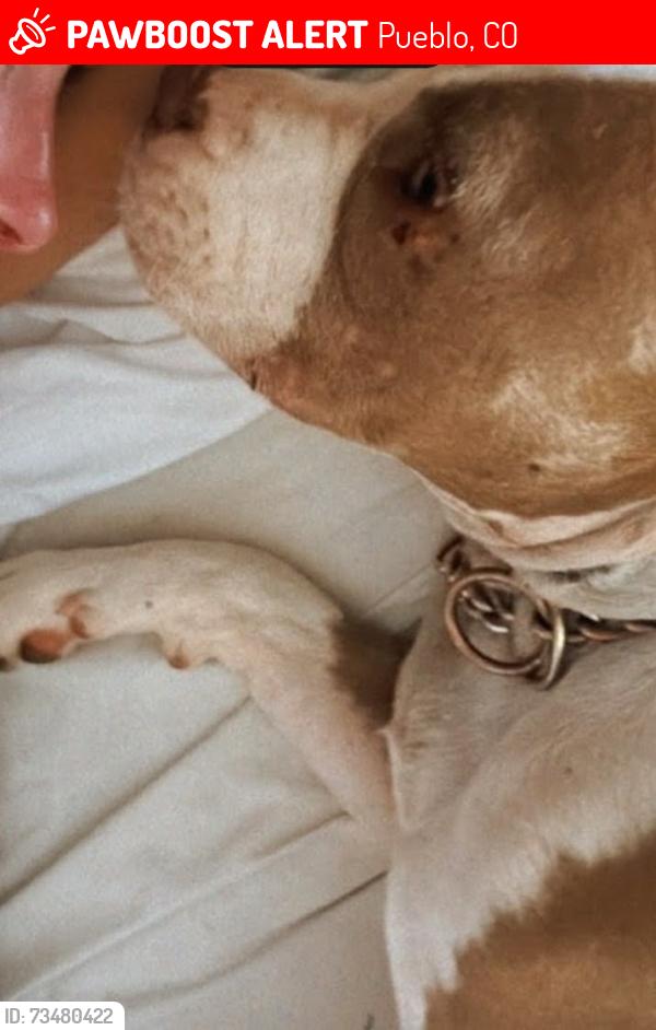 Lost Female Dog last seen Hwy I-25 exit 104, Pueblo, CO 81008