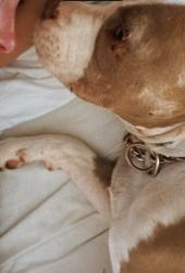Lost Female Dog last seen Hwy I-25 exit 104, Pueblo, CO 81008